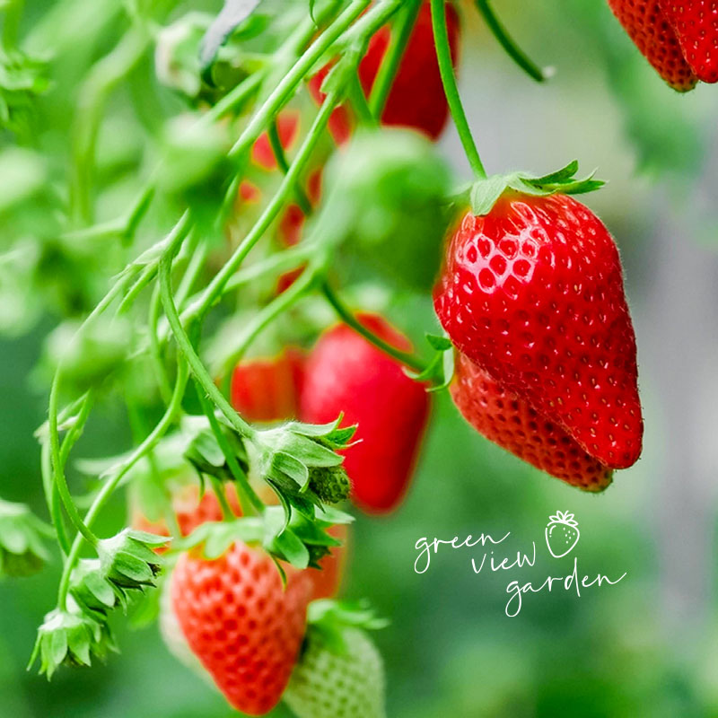 strawberry farm in cameron highlands