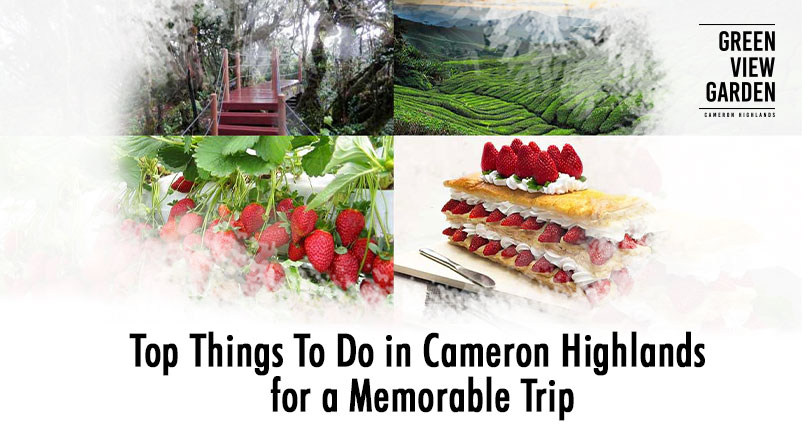 Top Things to Do in Cameron Highlands for a Memorable Trip