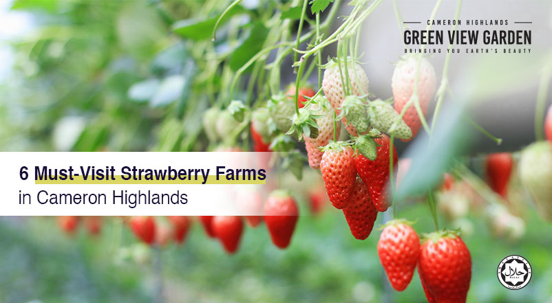 6 Must-Visit Strawberry Farms in Cameron Highlands